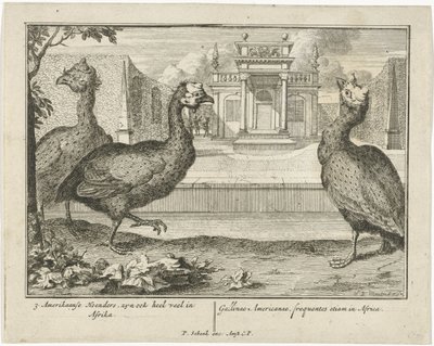 gallina de Guinea 3 aves americanas, también están muy en África (...) (título sobre el objeto) de Sieuwert van der Meulen