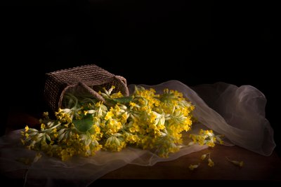 Delicado derrame de prímulas de Silvija Danelsone