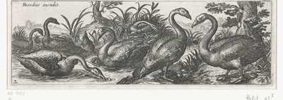 cisnes Pájaros e insectos (título de la serie) de Simon Frisius