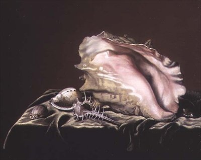 Naturaleza muerta de conchas de Simon Renard de Saint Andre