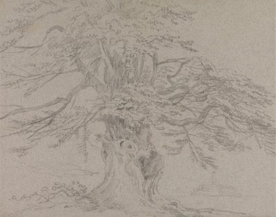 Estudio de árboles de Sir George Howland Beaumont seventh Baronet
