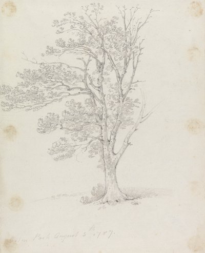 Árbol en Easton Park de Sir George Howland Beaumont seventh Baronet