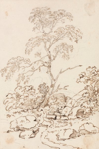 Árbol por pasos de Sir George Howland Beaumont seventh Baronet