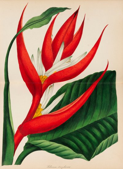 Revista de Botánica de Paxton, 1841 de Sir Joseph Paxton