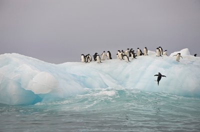 Pingüinos Adelia, Pygoscelis adeliae, sobre un iceberg, 2022 (foto) de Sisse Brimberg