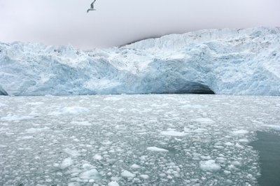 Trozos de hielo de glaciares cercanos flotan en el mar Ártico, Islas Svalbard, Noruega., 2022 (foto) de Sisse Brimberg