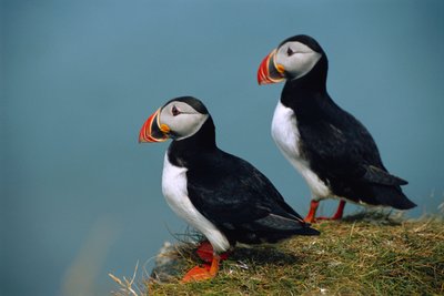 Islandia, Ingolfshofdi, Pareja de frailecillos atlánticos sobre acantilado cubierto de hierba, 2022 (foto) de Sisse Brimberg