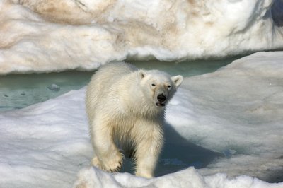 Oso polar (Ursus maritimus) caminando sobre un témpano de hielo, Islas Svalbard, Noruega., 2022 (foto) de Sisse Brimberg
