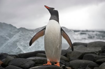 Retrato de un pingüino papúa, Pygoscelis papua. Antártida., 2022 (foto) de Sisse Brimberg