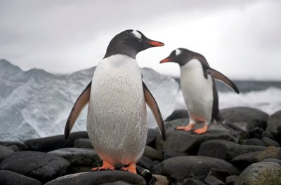 Dos pingüinos papúa, Pygoscelis papua, en una costa rocosa.Anarctica, 2022 (foto) de Sisse Brimberg