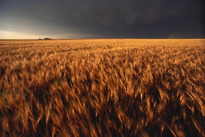 Estados Unidos, Kansas, Tormenta de truenos de verano se acerca a un campo de trigo, 2022 (foto) de Sisse Brimberg