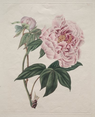 Peonía de árbol china (Paeonia suffruticosa) de Smith