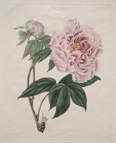 Peonía arbórea china Paeonia suffruticosa, c. 1820 de Smith
