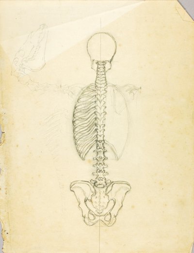 Estudio de anatomía de Solon H. Borglum