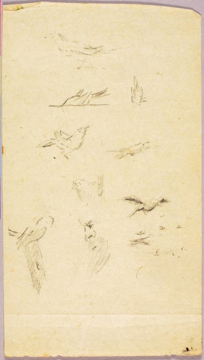 Pájaros de Solon H. Borglum