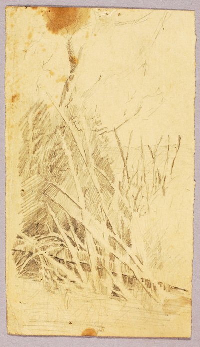 Follaje de Solon H. Borglum