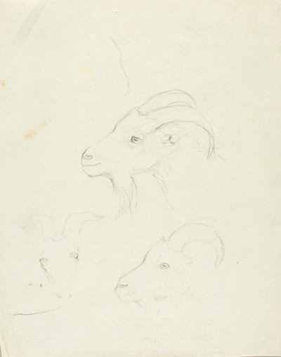 Cabras de Solon H. Borglum