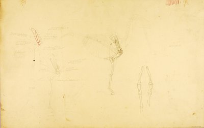 Anatomía del caballo de Solon H. Borglum