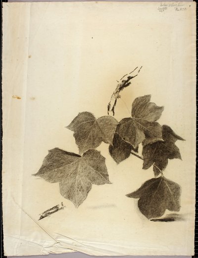 Hojas de Solon H. Borglum