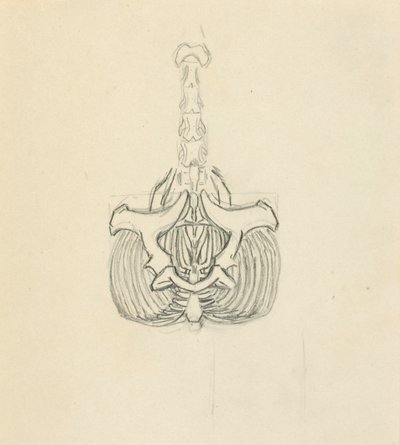 Pelvis de Solon H. Borglum