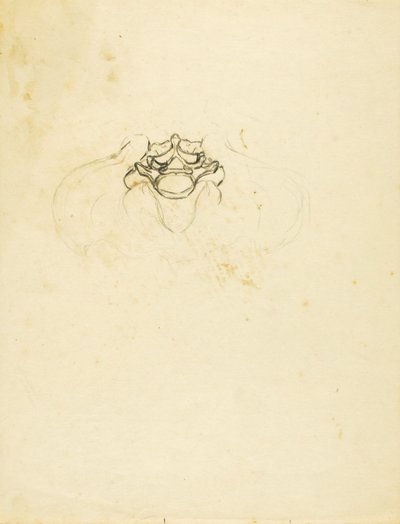 Pelvis de Solon H. Borglum