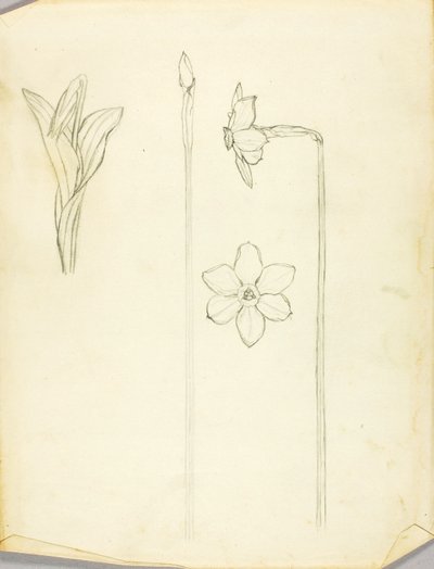 Estudio de plantas de Solon H. Borglum