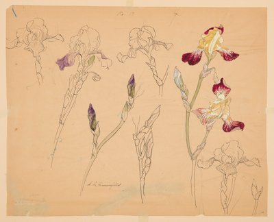 Estudios de lirios de Sophia L. Crownfield