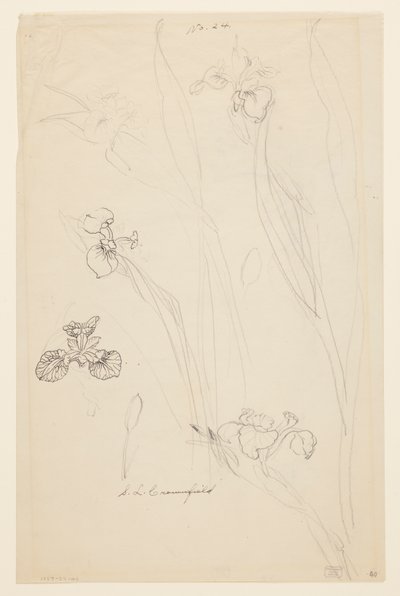 Estudios de lirios de Sophia L. Crownfield