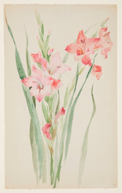 Estudio de amarilis de Sophia L. Crownfield