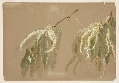 Estudio de ramas de castaño de Sophia L. Crownfield