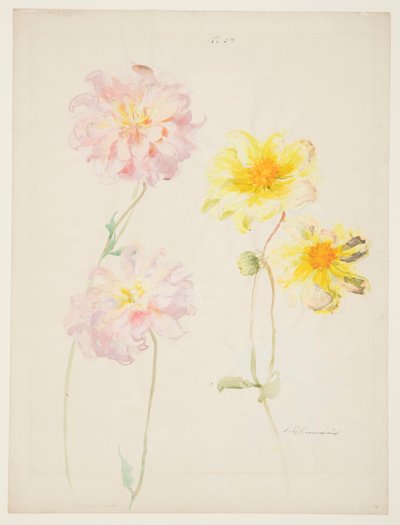 Estudio de Dalias de Sophia L. Crownfield