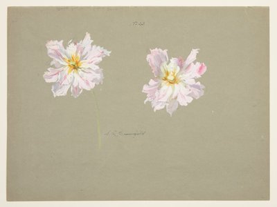 Estudio de Peonías Rosa Pálido de Sophia L. Crownfield