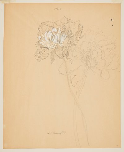 Estudio de peonías de Sophia L. Crownfield