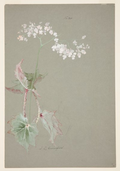 Estudio de Begonia Rosa de Sophia L. Crownfield