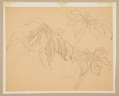 Estudio de Poinsettias de Sophia L. Crownfield