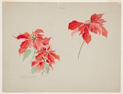 Estudio de Poinsettias Rojas de Sophia L. Crownfield