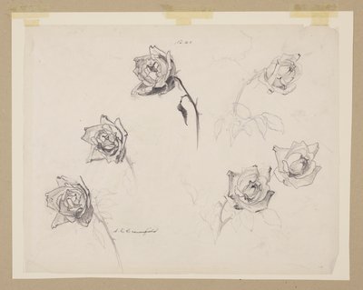 Estudio de rosas de Sophia L. Crownfield