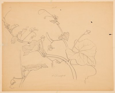 Estudio de enredaderas de calabaza de Sophia L. Crownfield