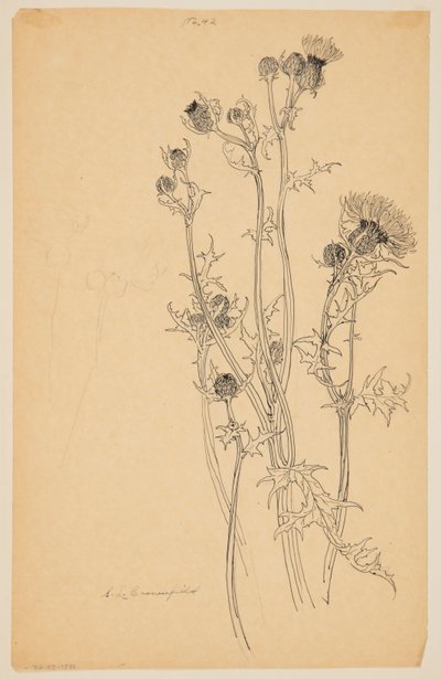 Estudio de plantas de cardo de Sophia L. Crownfield