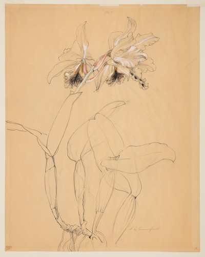 Estudio de una orquídea de Sophia L. Crownfield