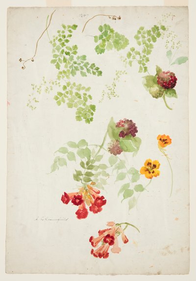 Estudio de Helecho de Cabello de Venus, Trompeta y Capuchina de Sophia L. Crownfield