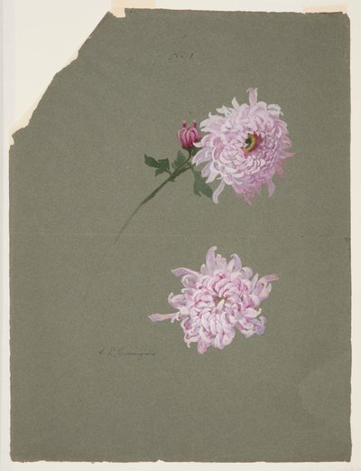 Dos estudios de crisantemos violetas de Sophia L. Crownfield