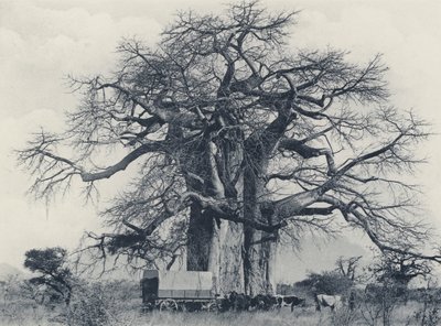 Un Árbol Baobab (foto en blanco y negro) de South African Photographer