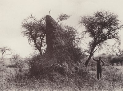 Un Hormiguero Gigante (foto en blanco y negro) de South African Photographer