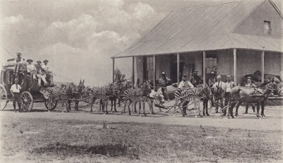 Un Medio de Transporte Novel, Cebras tirando del Carruaje de Correos de South African Photographer