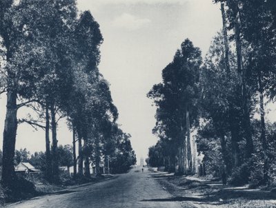 Avenida de Árboles de Eucalipto Azul, Pretoria (foto en blanco y negro) de South African Photographer
