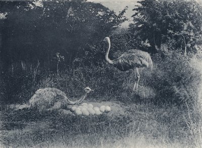 Avestruces y huevos de South African Photographer
