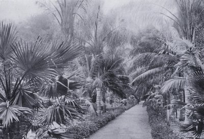 Avenida de las Palmas, Jardines Botánicos, Durban de South African Photographer