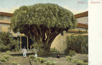 Árbol del dragón (foto en color) de Spanish Photographer