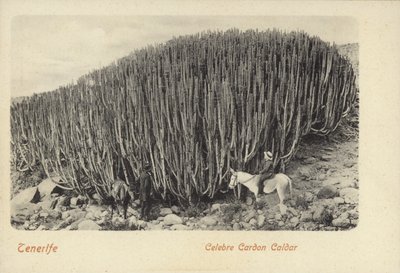 Hombres contemplando los famosos cactus de Cardón en Tenerife (foto b/n) de Spanish Photographer